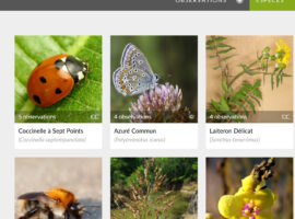 Inaturalist